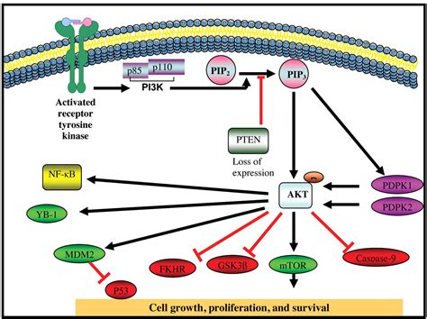 akt protein